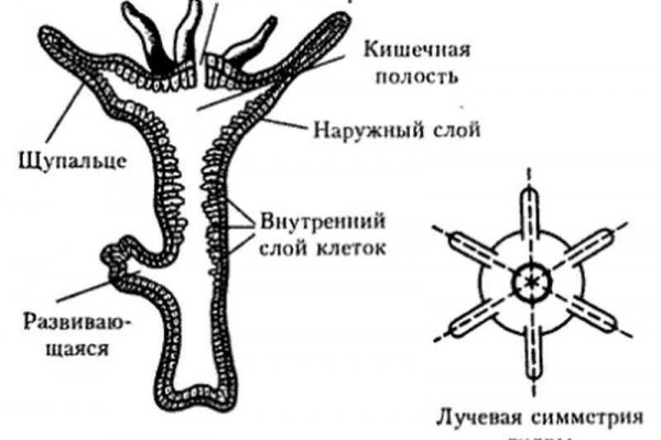 Тор для кракена